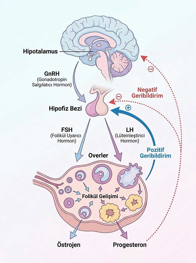 Yumurtalık Rezervi ve Testleri